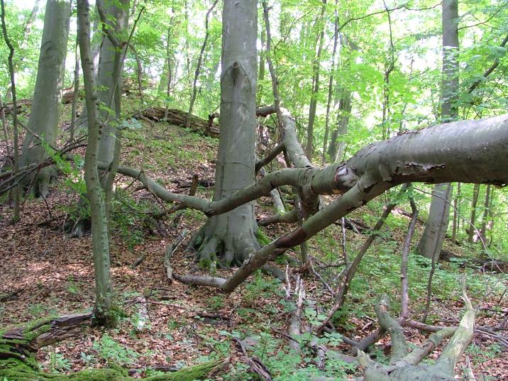 Obszar&#x20;Natura&#x20;2000&#x20;-&#x20;Ostoja&#x20;Goleniowska&#x20;&#x28;fot&#x2e;&#x20;archiwum&#x20;nadleśnictwa&#x29;